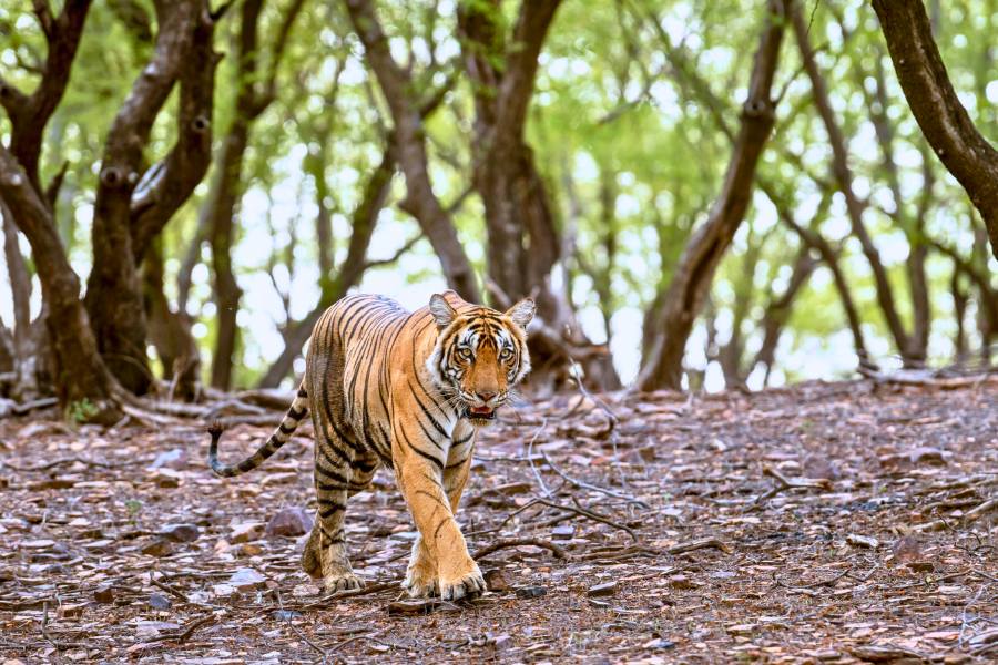 Delhi Agra Jaipur Ranthambore 7 Days Golden triangle tour